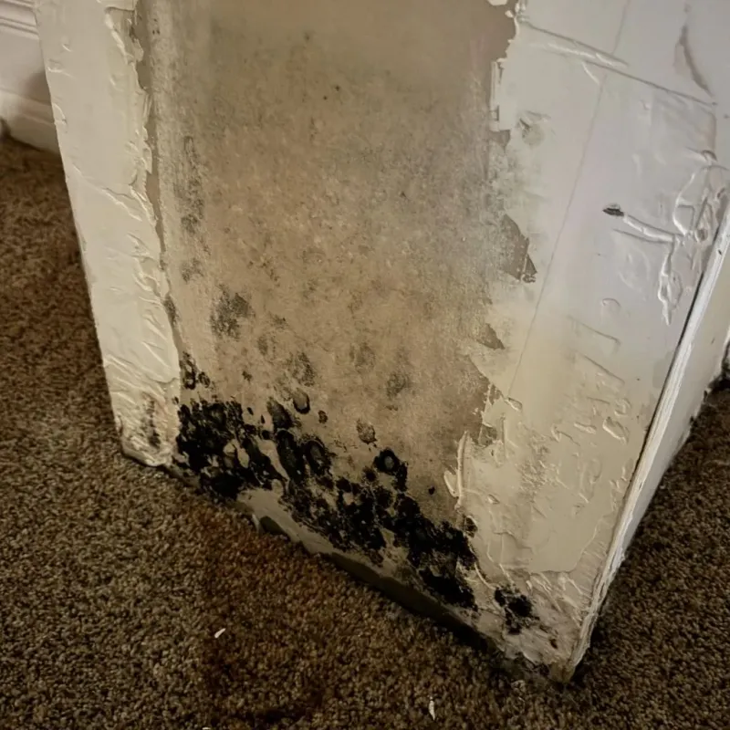 Professional Mold Removal in Jamestown, KY